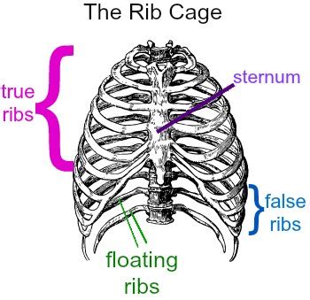 how many ribs does a man have|True ribs: Anatomy, structure and function .